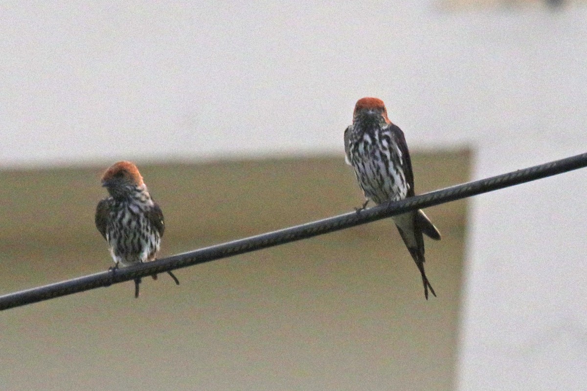 Lesser Striped Swallow - ML638865187