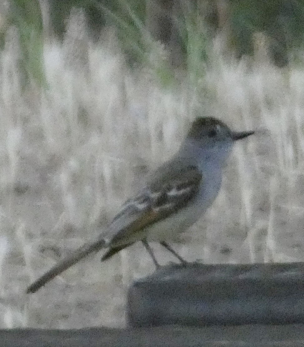 Ash-throated Flycatcher - ML638865197
