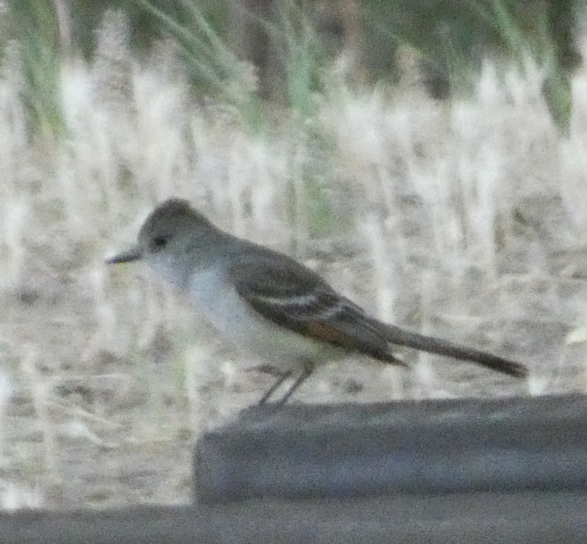 Ash-throated Flycatcher - ML638865198