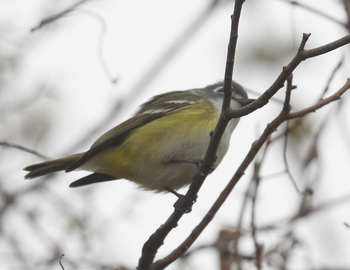 Blue-headed Vireo - ML638865236