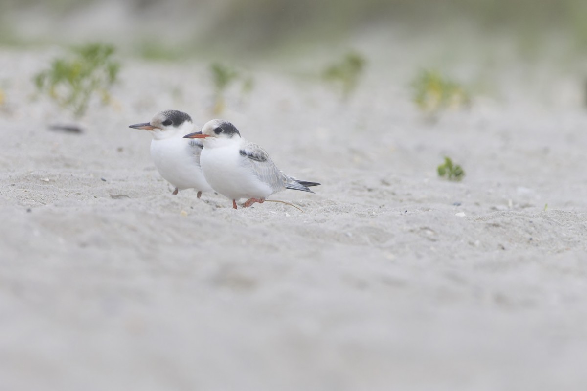 Common Tern - ML638865241