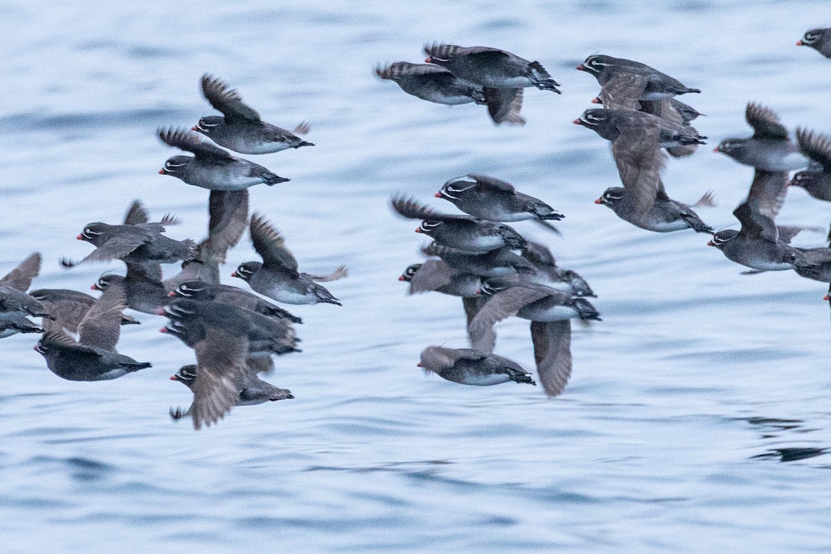 Whiskered Auklet - ML638865246