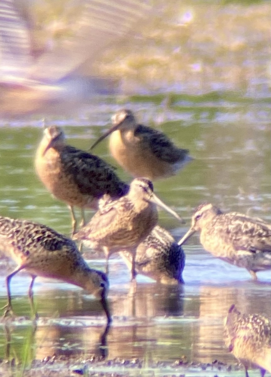 Short-billed Dowitcher - ML638865260