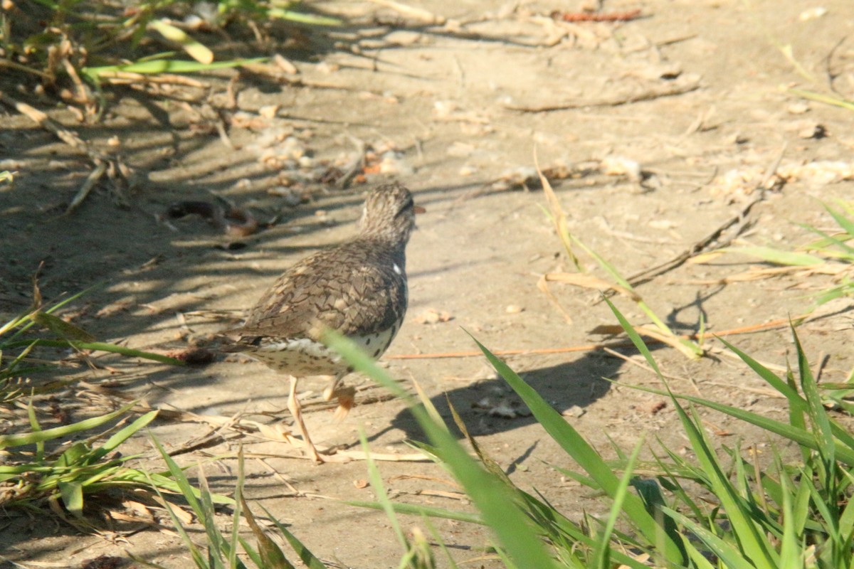 Spotted Sandpiper - ML638865270