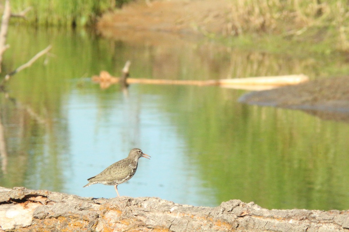 Spotted Sandpiper - ML638865271