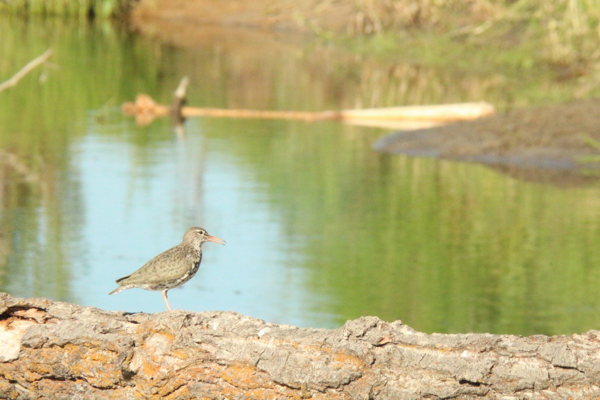 Spotted Sandpiper - ML638865272