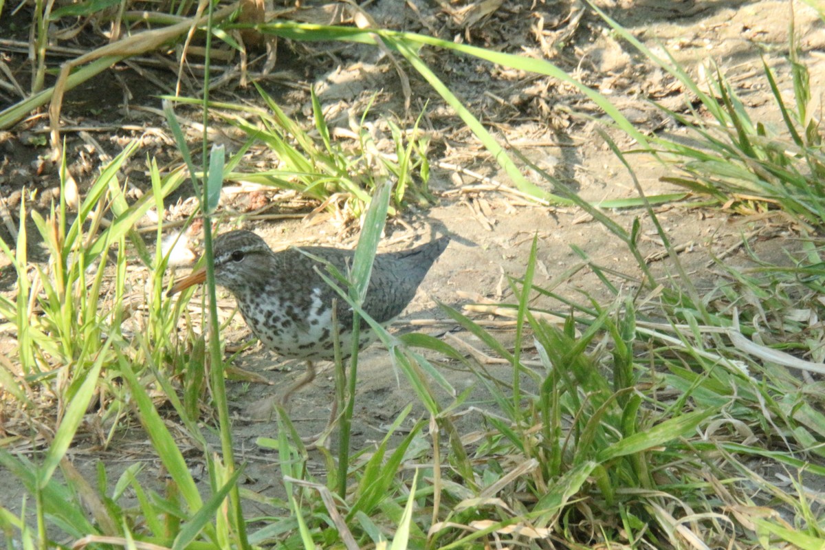 Spotted Sandpiper - ML638865274