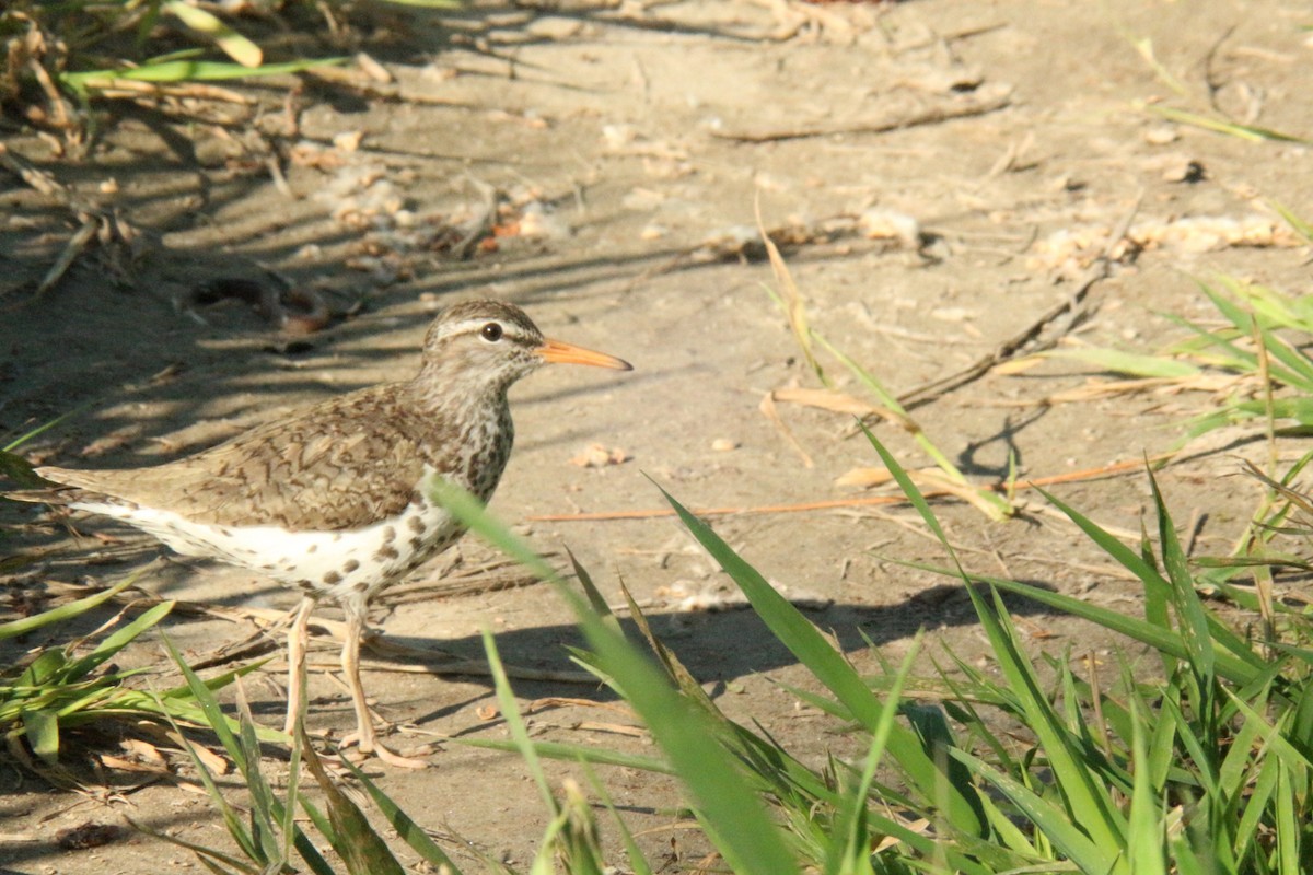 Spotted Sandpiper - ML638865275