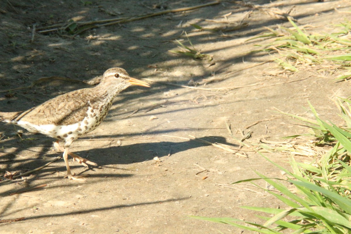 Spotted Sandpiper - ML638865276