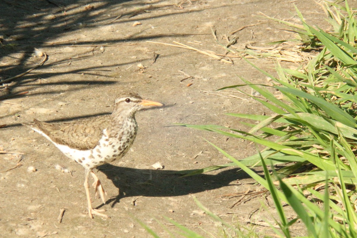 Spotted Sandpiper - ML638865277