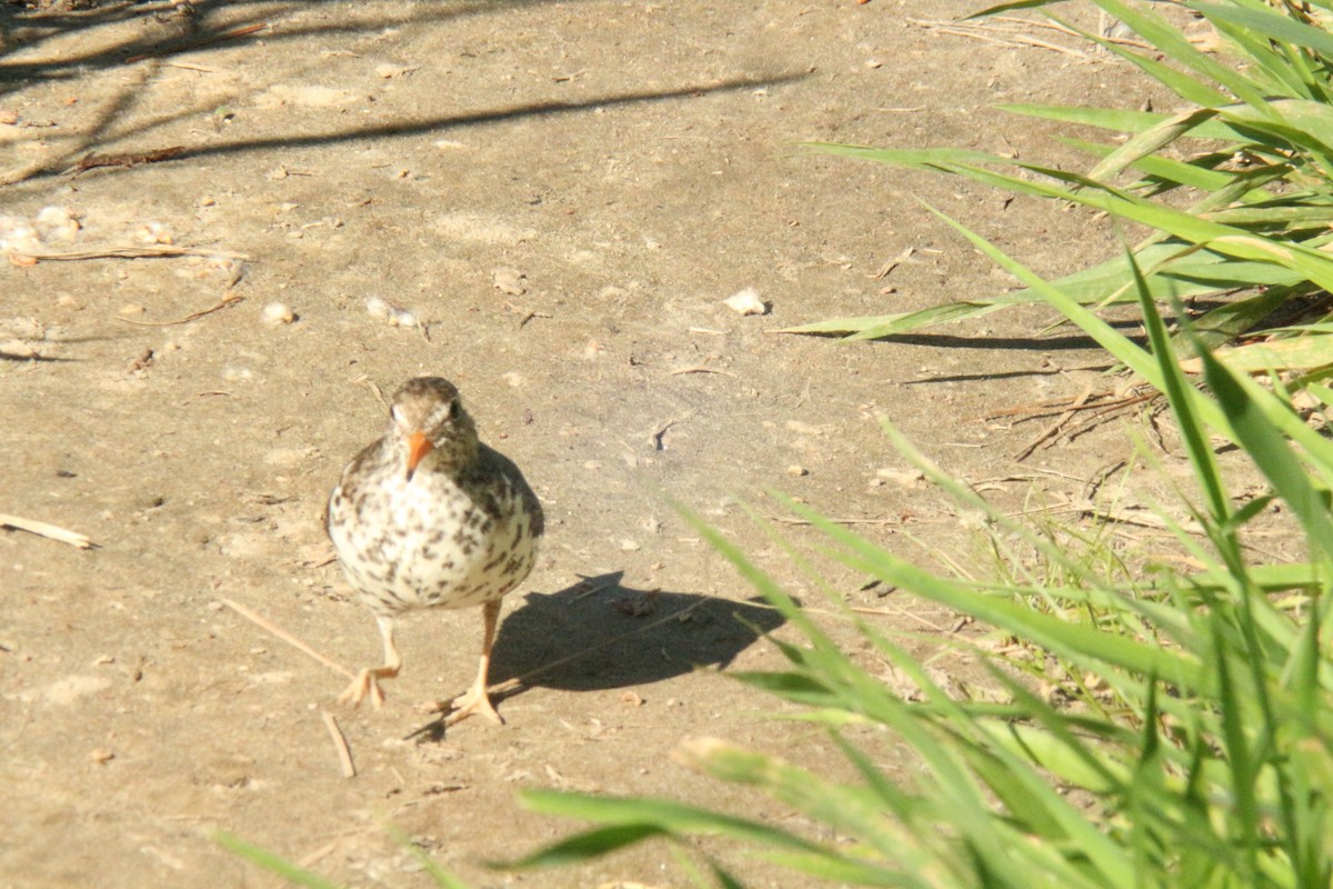 Spotted Sandpiper - ML638865278
