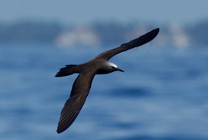 Brown Noddy - ML638865294