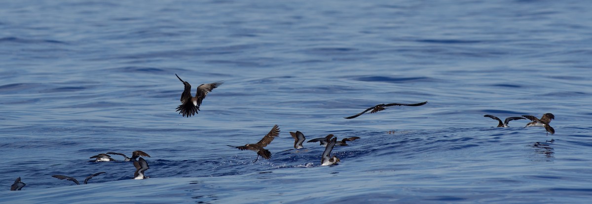 Brown Noddy - ML638865295