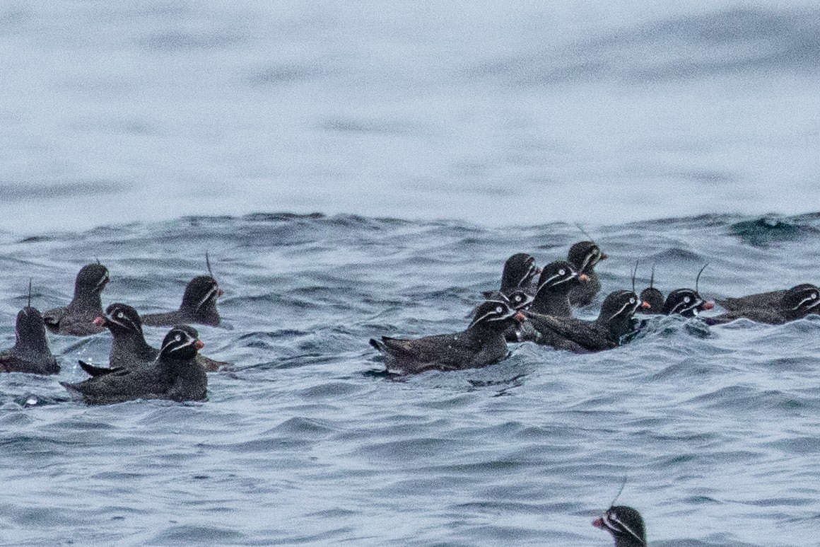Whiskered Auklet - ML638865305