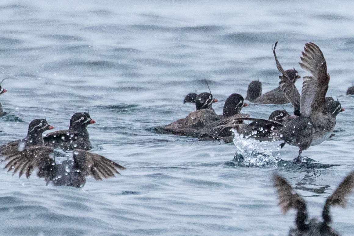 Whiskered Auklet - ML638865310
