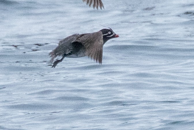 Whiskered Auklet - ML638865318