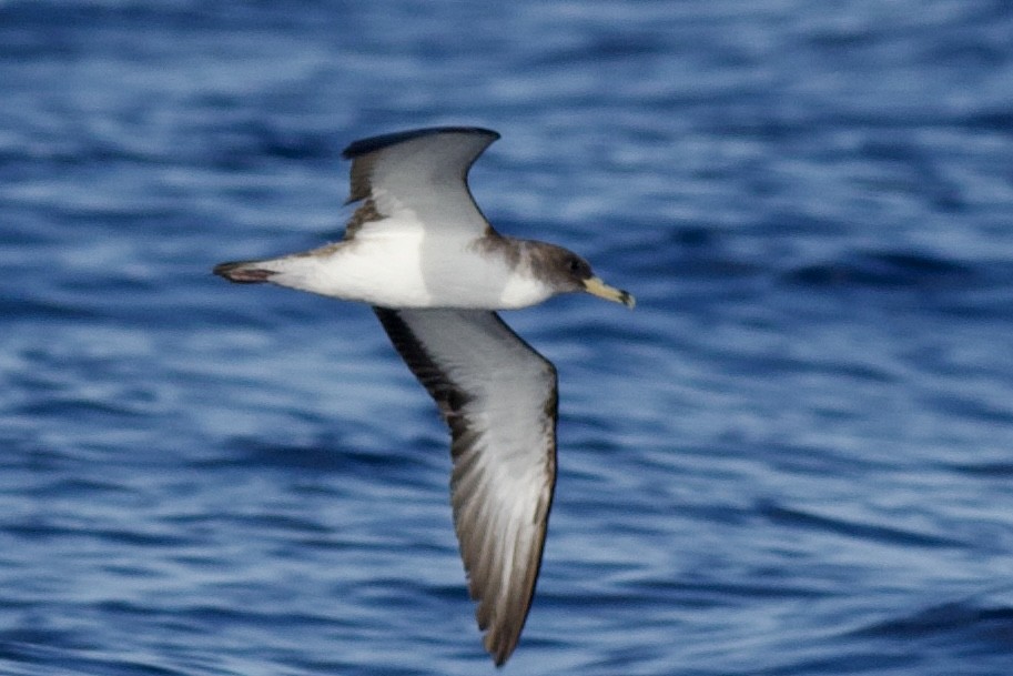 Scopoli's Shearwater - ML638865325