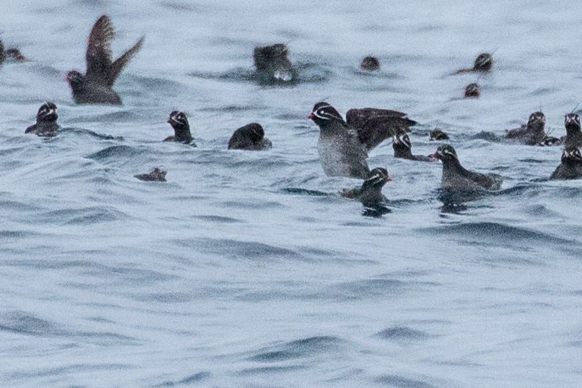 Whiskered Auklet - ML638865331