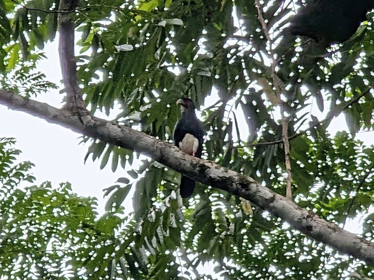 Red-throated Caracara - ML638865339