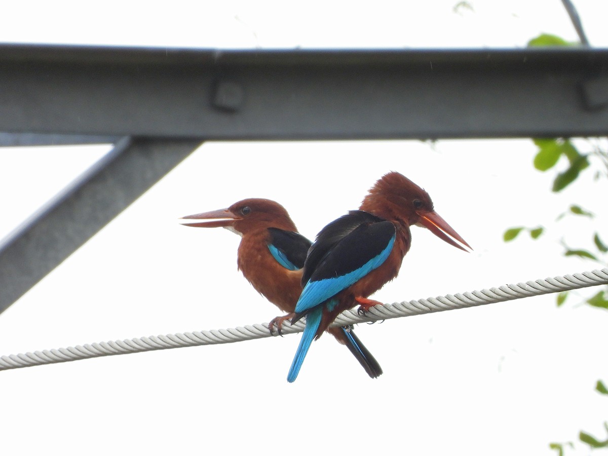 Brown-breasted Kingfisher - ML638865349