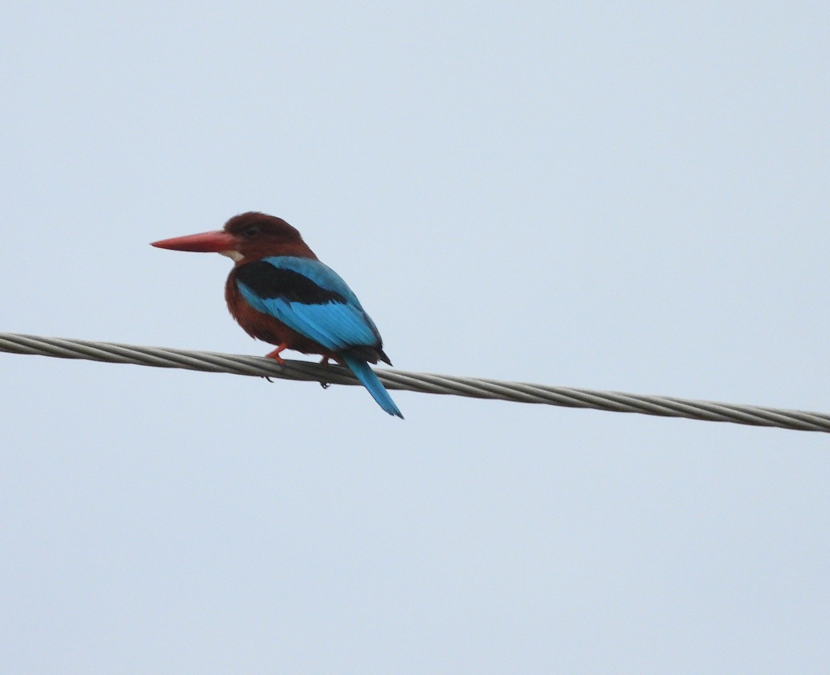 Brown-breasted Kingfisher - ML638865350