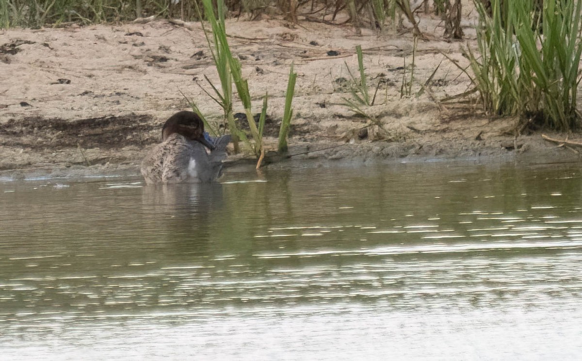 Green-winged Teal (American) - ML638865383