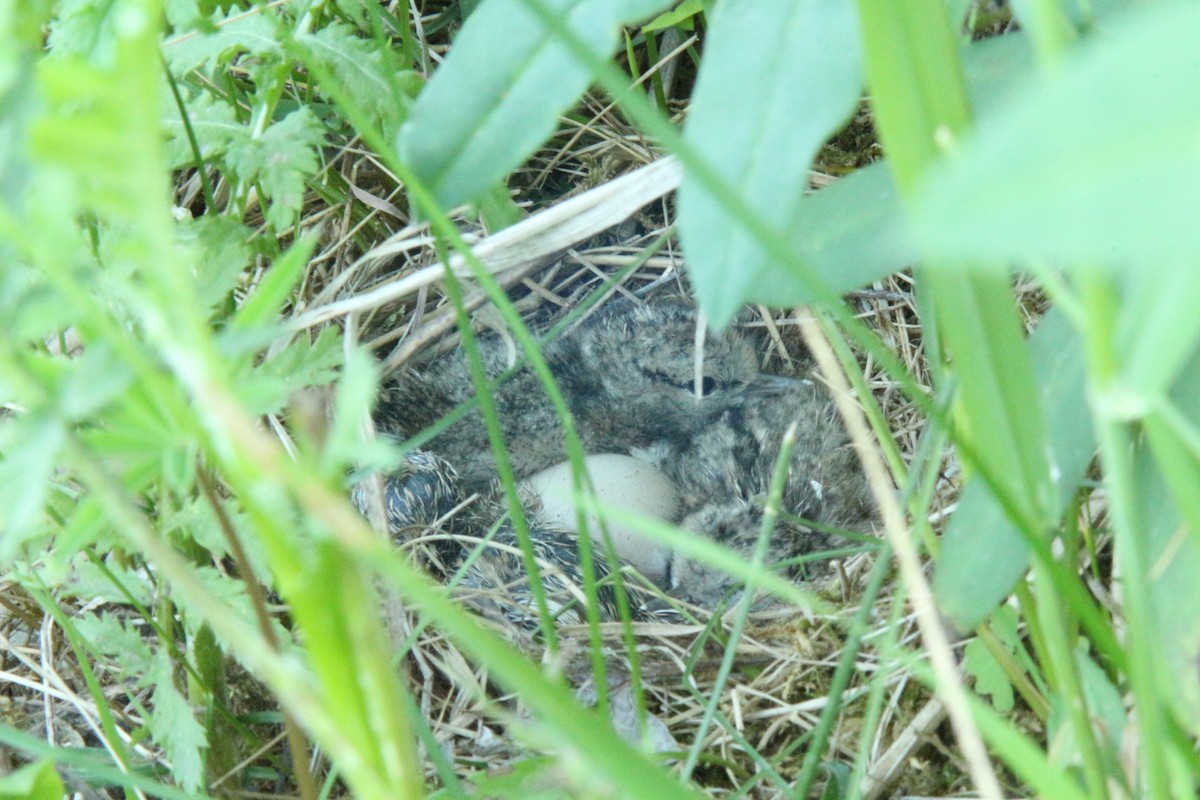 Spotted Sandpiper - ML638865398