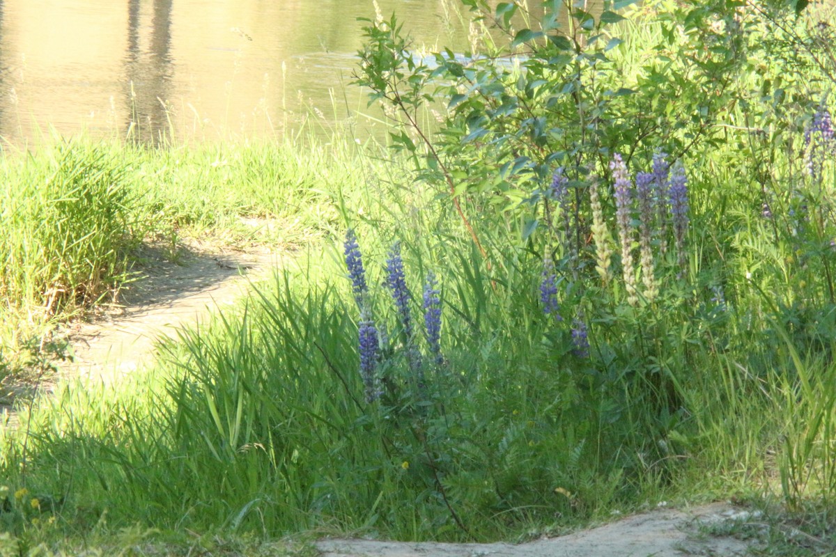 Spotted Sandpiper - ML638865399