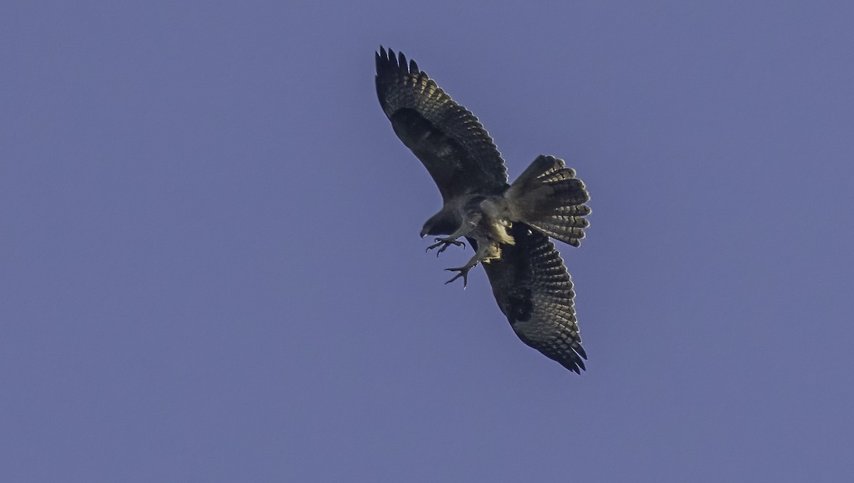 Bonelli's Eagle - ML638865424
