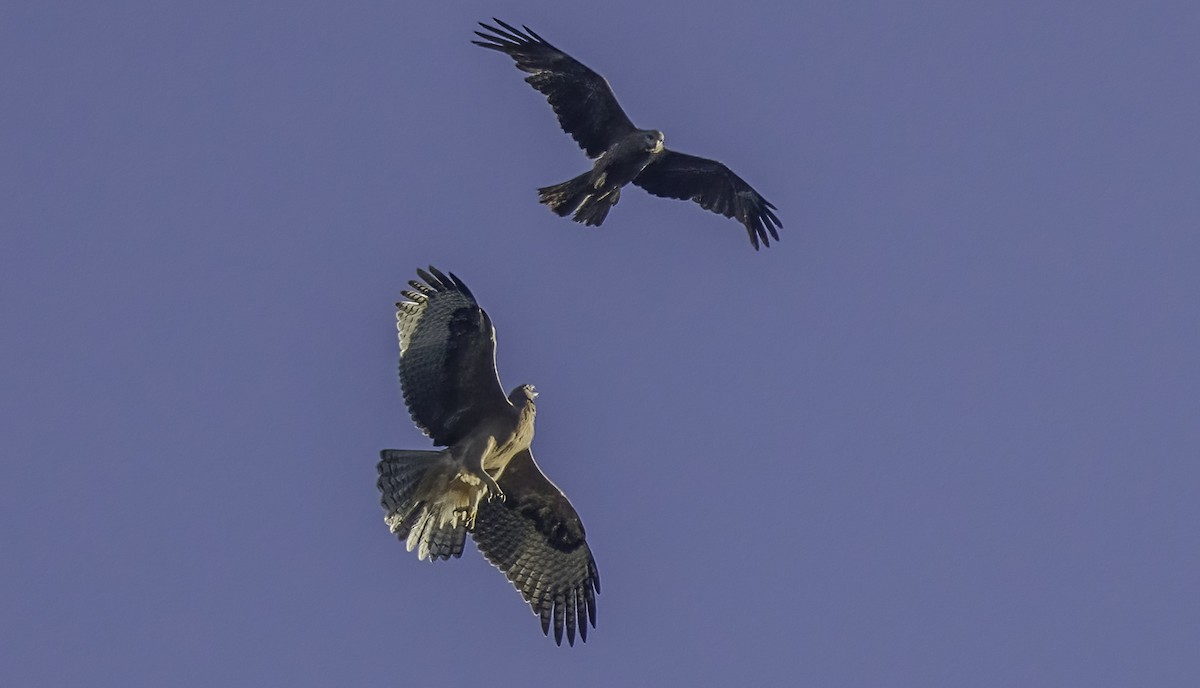 Bonelli's Eagle - ML638865461