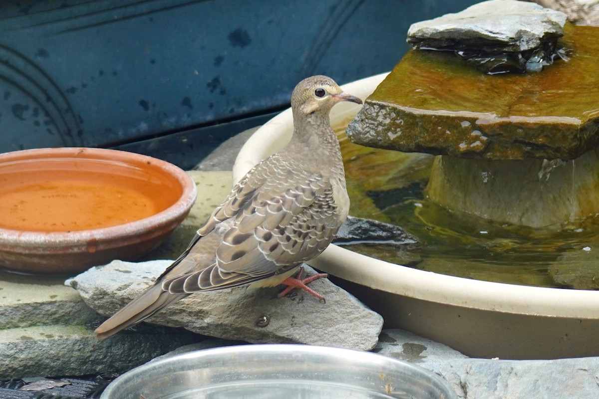 Mourning Dove - ML638865474