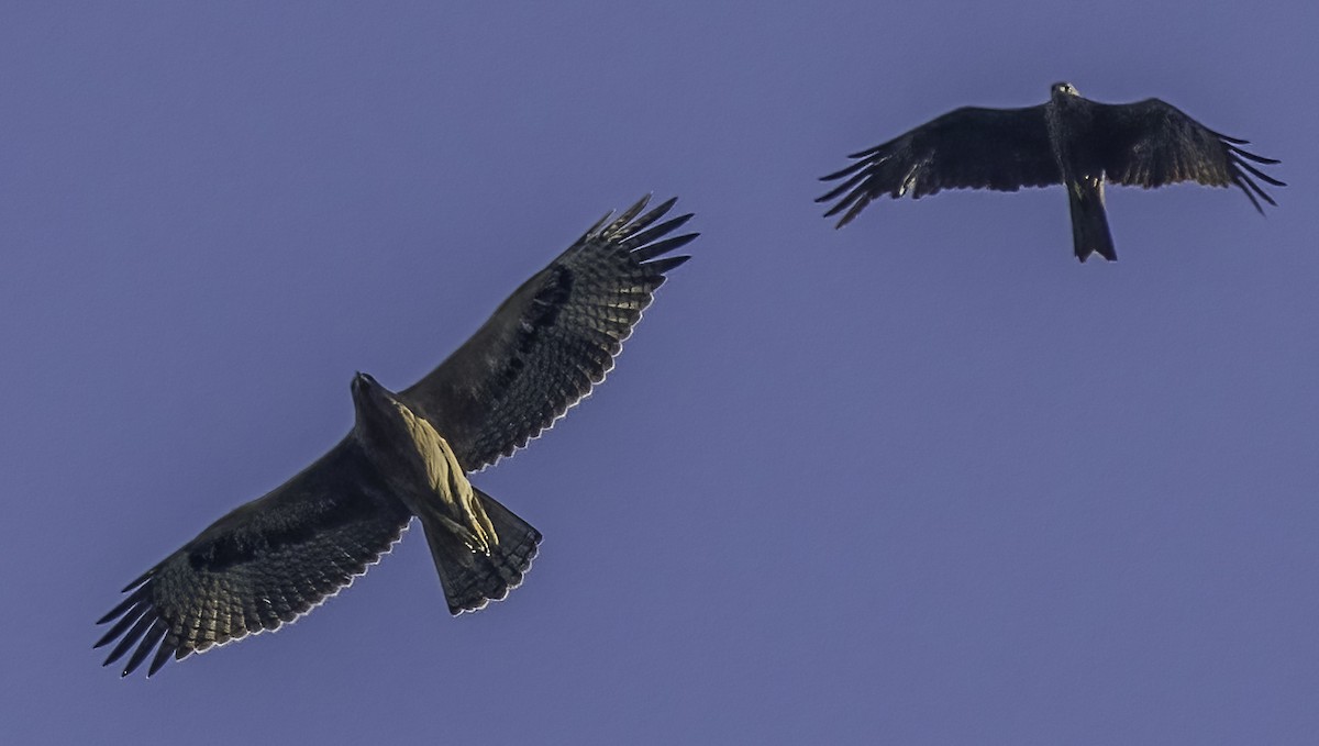Bonelli's Eagle - ML638865489