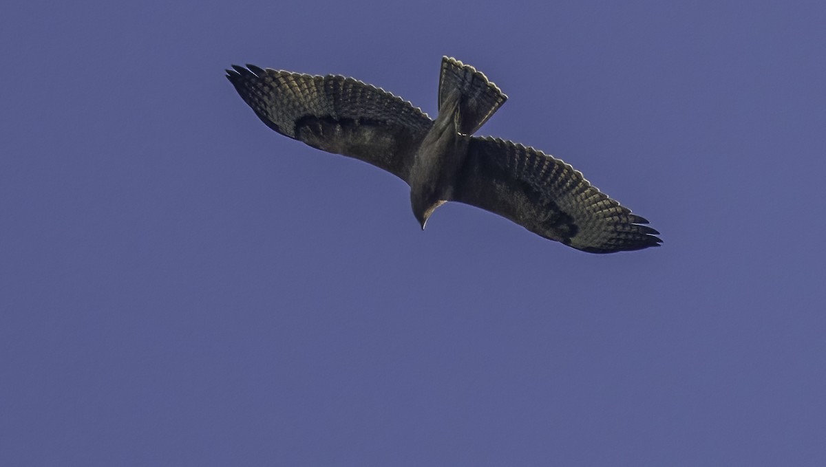 Bonelli's Eagle - ML638865491