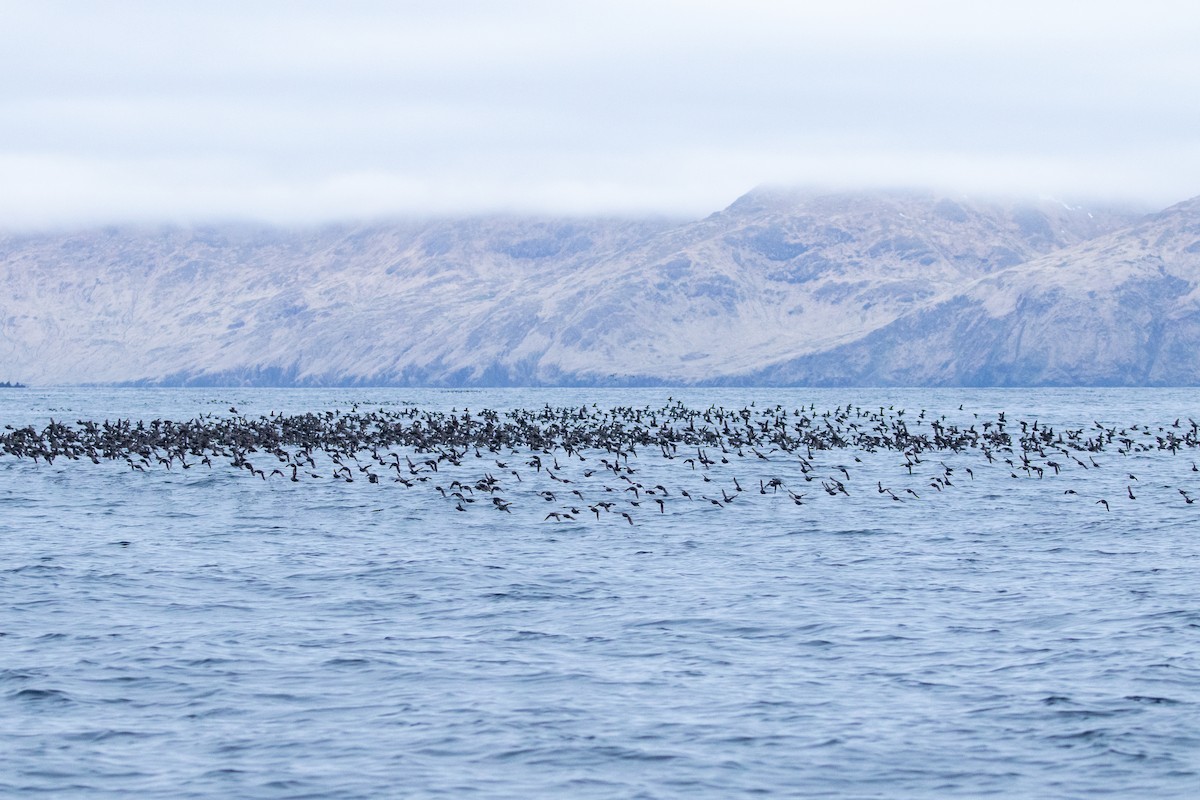 Whiskered Auklet - ML638865493