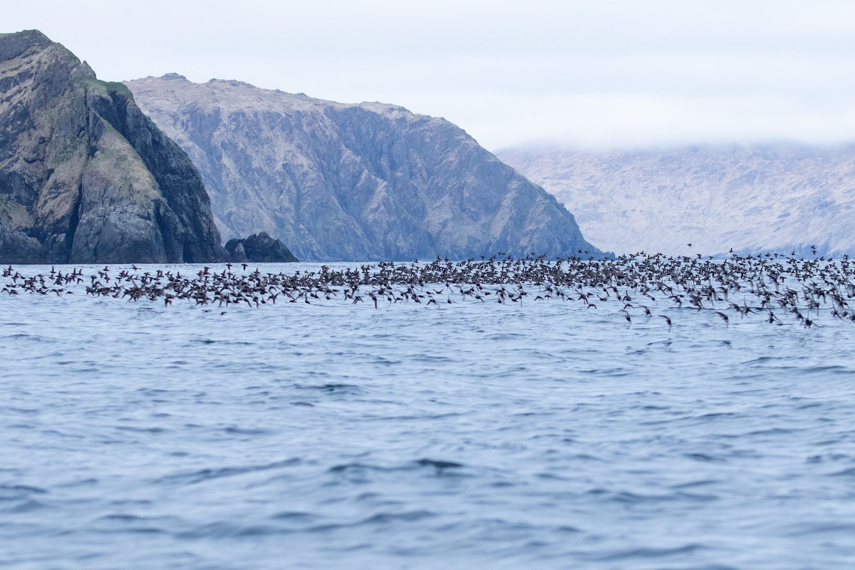 Whiskered Auklet - ML638865495