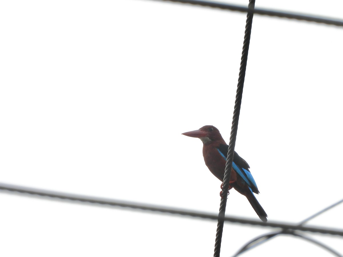 Brown-breasted Kingfisher - ML638865503