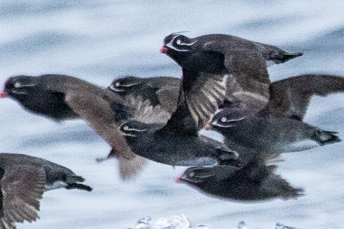 Whiskered Auklet - ML638865508