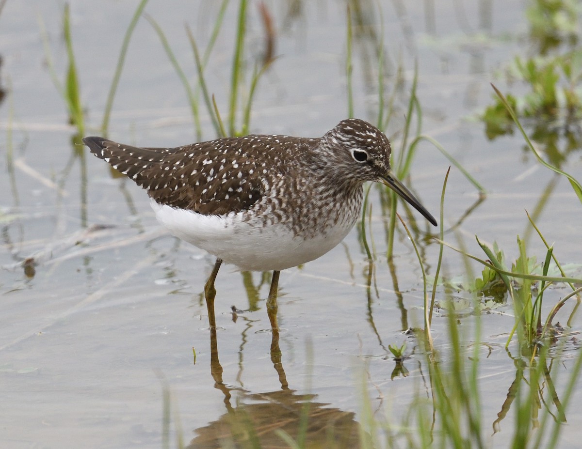 Solitary Sandpiper - ML638865510