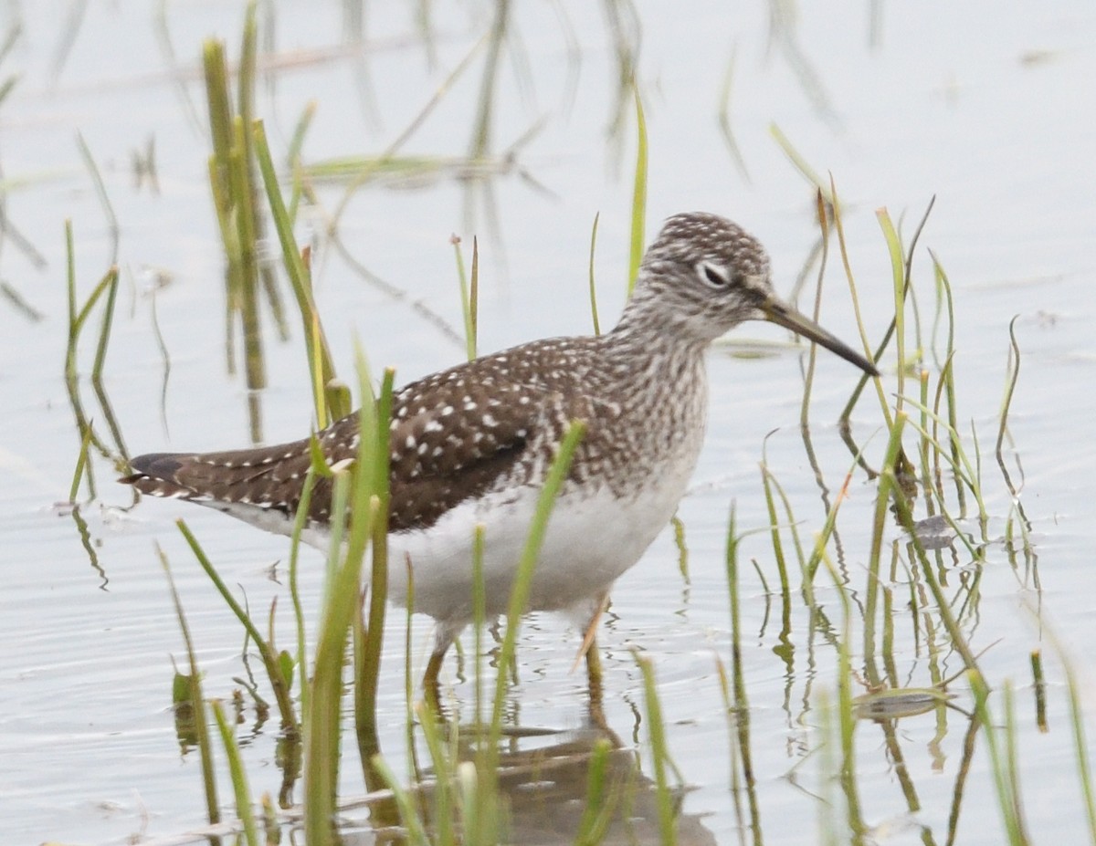 Solitary Sandpiper - ML638865511