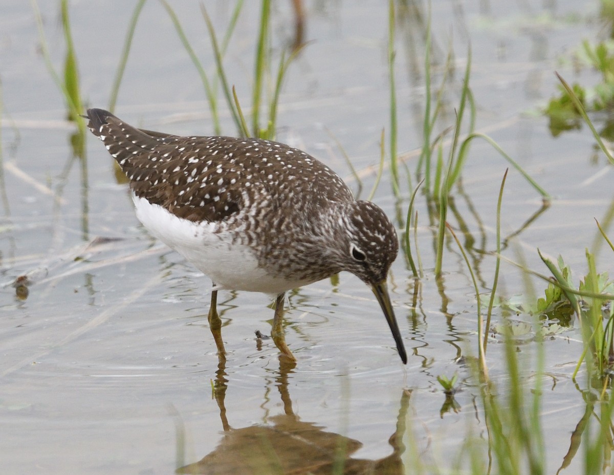 Solitary Sandpiper - ML638865512
