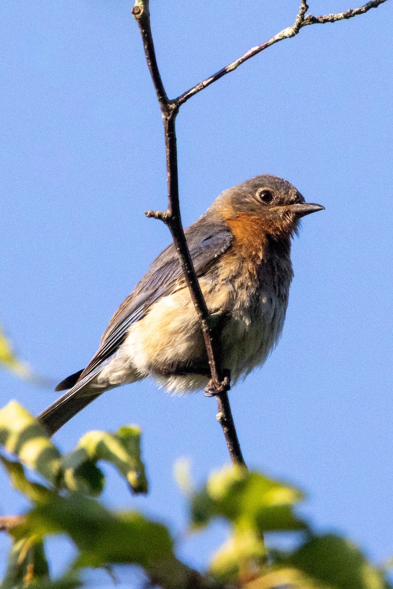 Eastern Bluebird - ML638865515