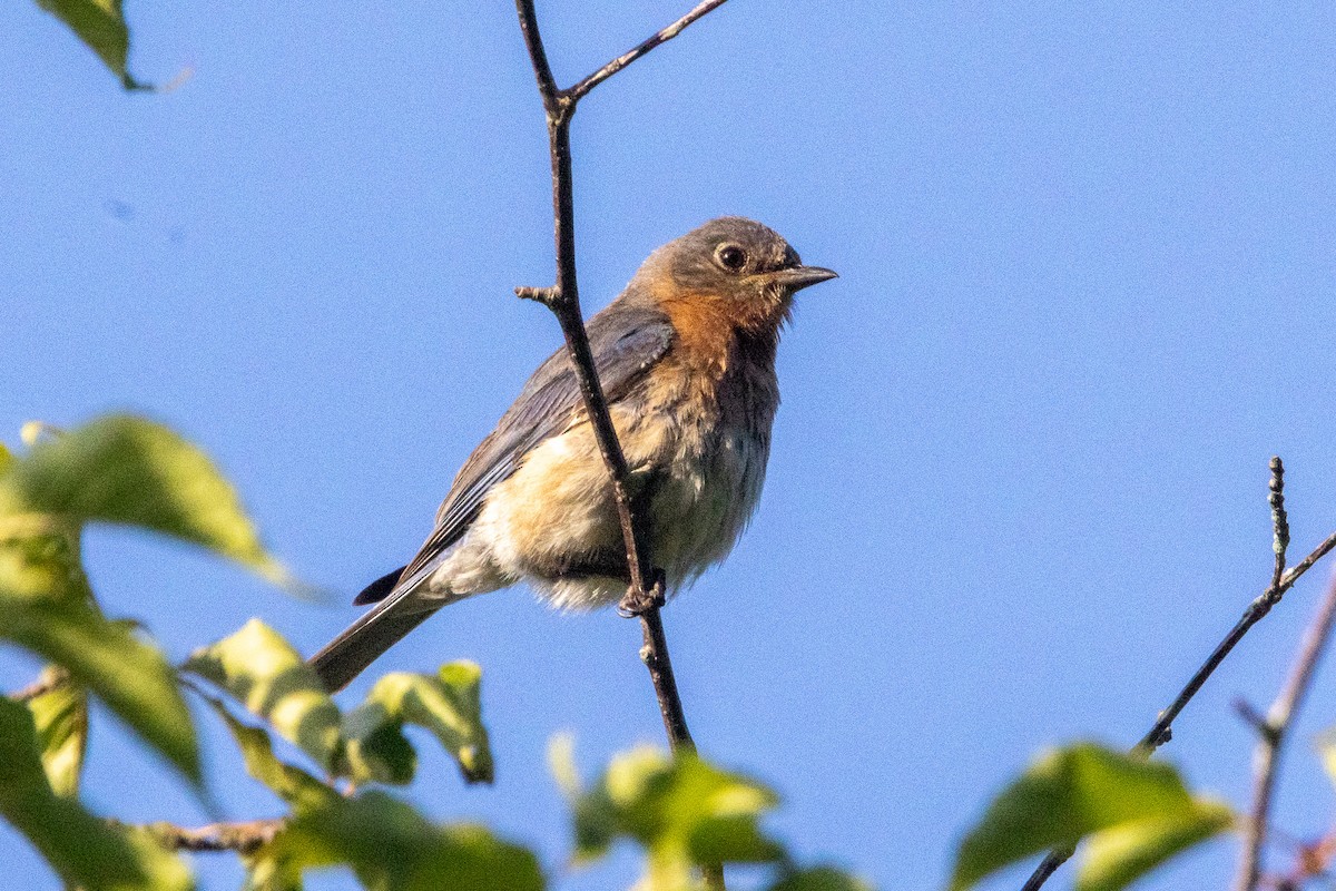 Eastern Bluebird - ML638865516