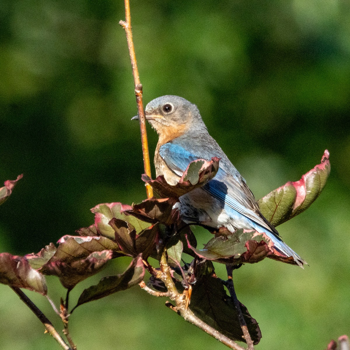 Eastern Bluebird - ML638865517