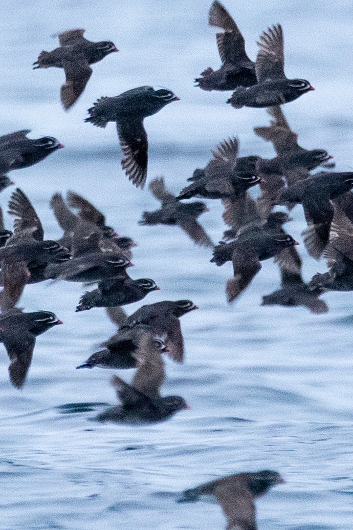 Whiskered Auklet - ML638865520