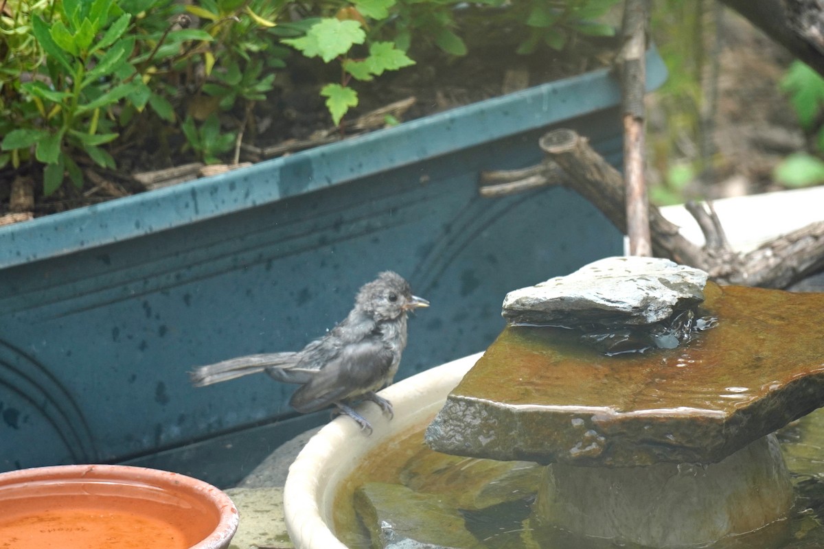 Tufted Titmouse - ML638865521