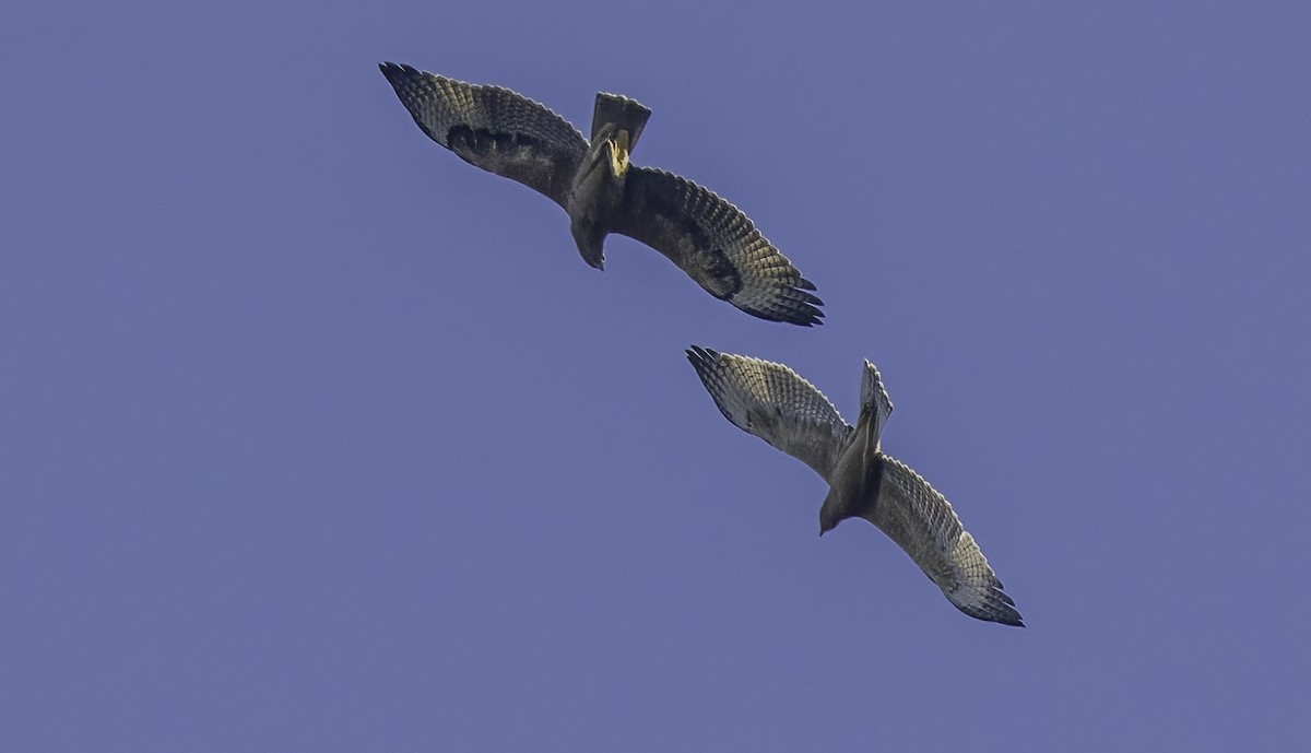 Bonelli's Eagle - ML638865522