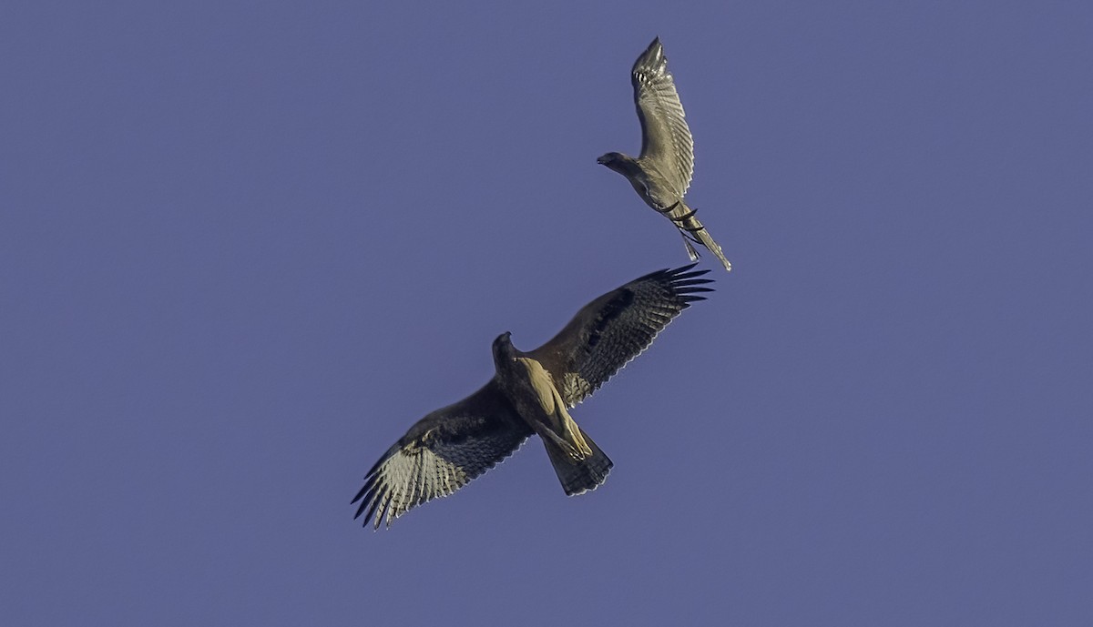 Bonelli's Eagle - ML638865523