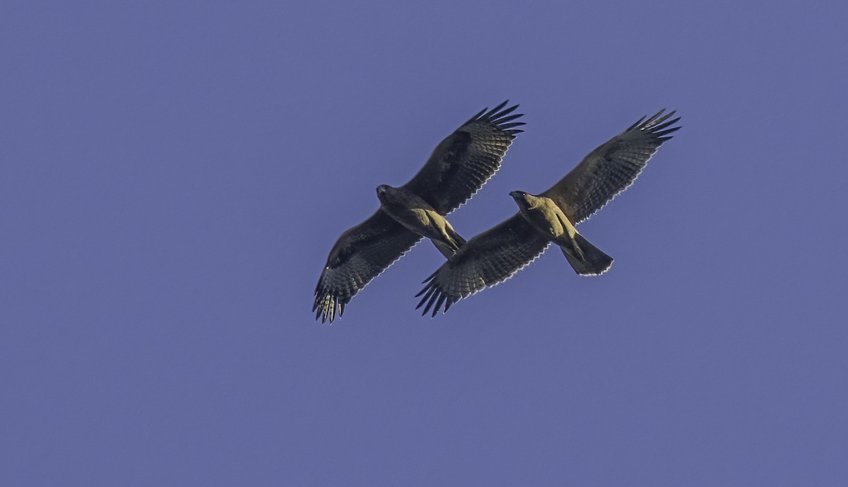 Bonelli's Eagle - ML638865524