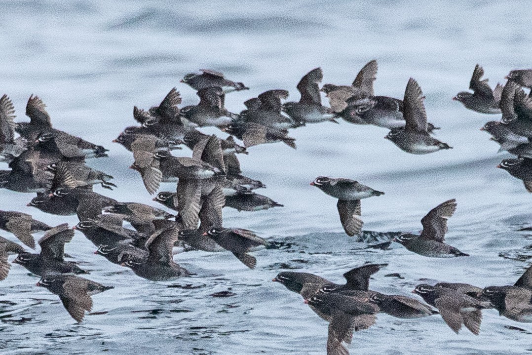 Whiskered Auklet - ML638865525
