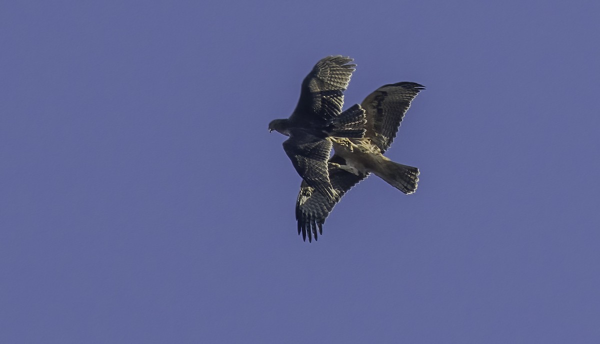 Bonelli's Eagle - ML638865527